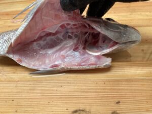 魚